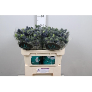 Eryn Supernova Qstar