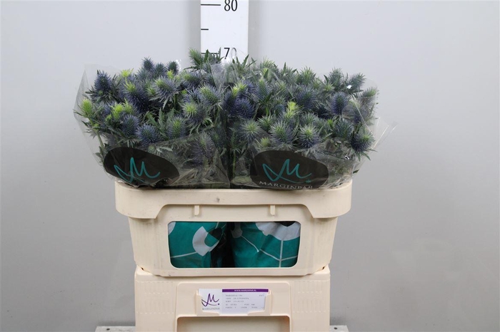 <h4>Eryn Supernova Qstar</h4>