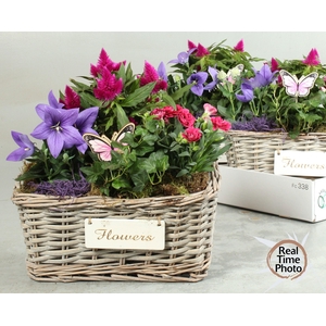 ARR TUINPLANTEN