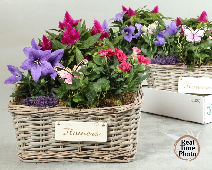<h4>ARR TUINPLANTEN</h4>