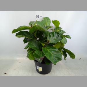 Ficus lyrata 'Bambino'