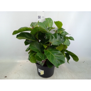 Ficus lyrata 'Bambino'