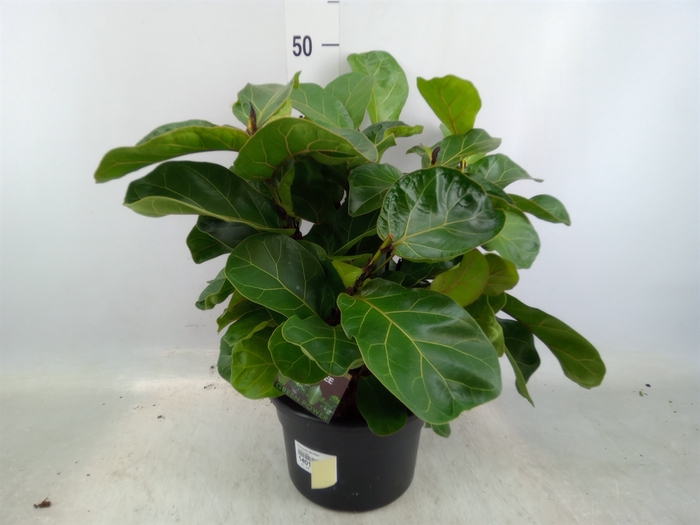 <h4>Ficus lyrata 'Bambino'</h4>