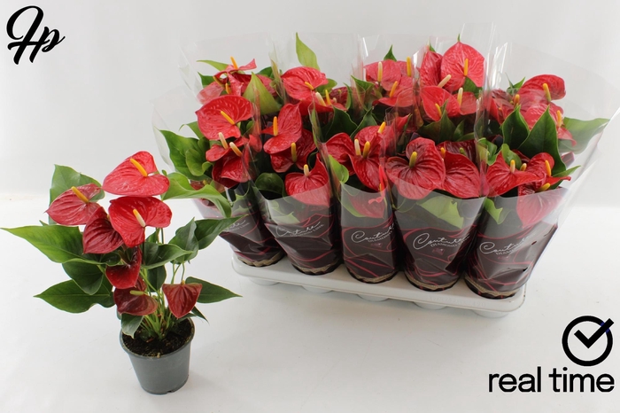 <h4>ANTHU AN ESUDO</h4>