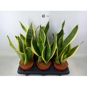 Sansevieria trifa. 'Futura Superba'