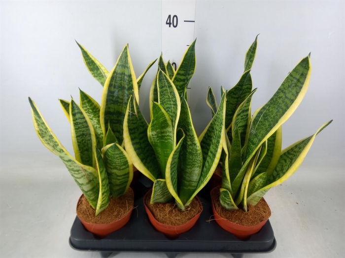 <h4>Sansevieria trifa. 'Futura Superba'</h4>