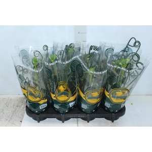 ALBUCA SPIRALIS P14 COM FLOR