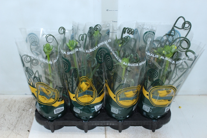 <h4>ALBUCA SPIRALIS P14 COM FLOR</h4>