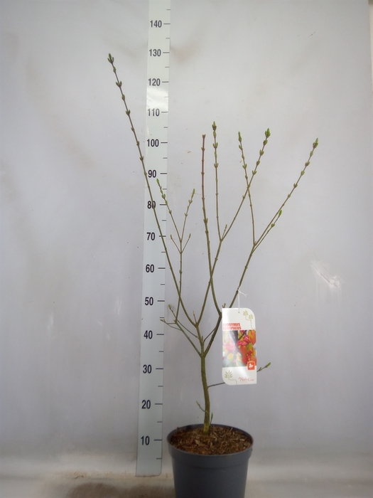 <h4>Euonymus europaeus</h4>