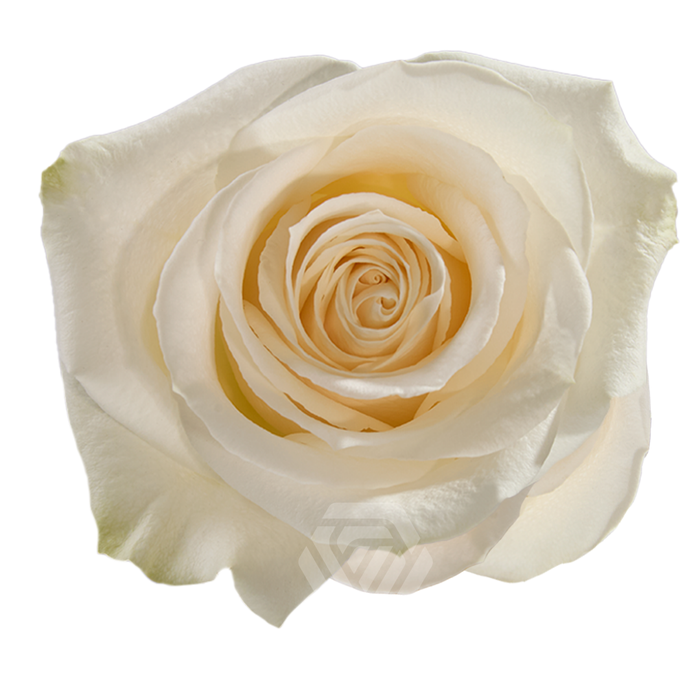 <h4>R GR VENDELA Tessa</h4>