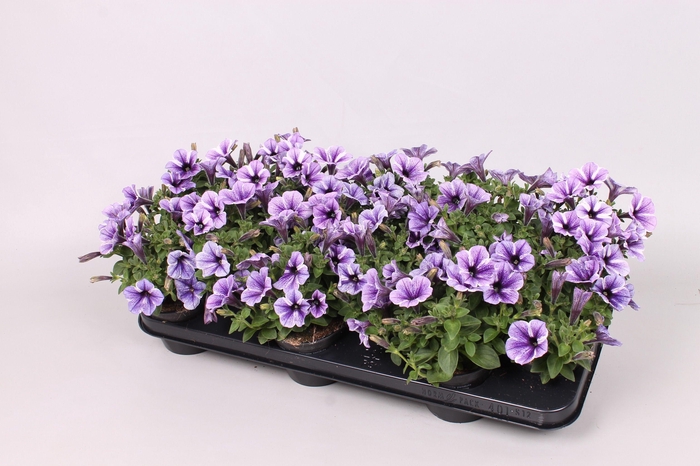 <h4>PET SW STARFISH</h4>