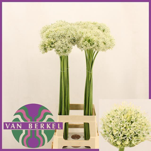 <h4>ALLIUM MOUNT EVEREST</h4>