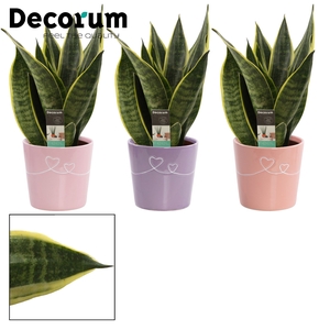 Sansevieria Canary 12 cm in Romy (Party Love-collection)