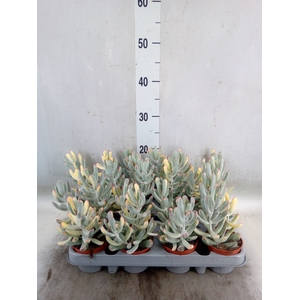 Succulents   ...