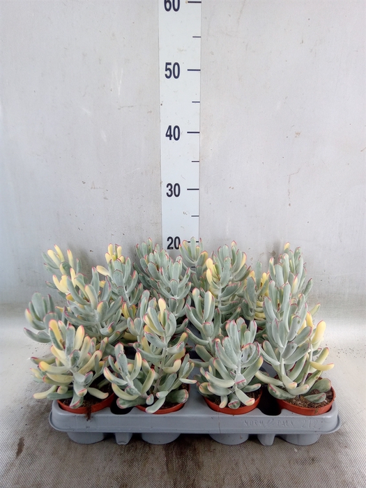 <h4>Succulents   ...</h4>