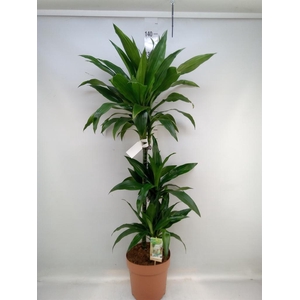 Dracaena frag. 'Janet Craig'