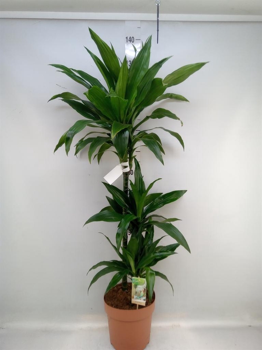 <h4>Dracaena frag. 'Janet Craig'</h4>