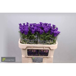Campanula M Champion Blue