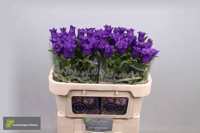 <h4>Campanula M Champion Blue</h4>