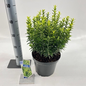 Euonymus japonicus Microphyllus Au