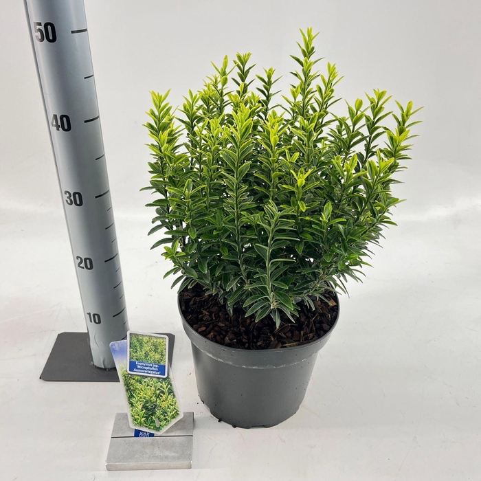 <h4>Euonymus japonicus Microphyllus Au</h4>