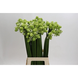 Ornithogalum saundersiae