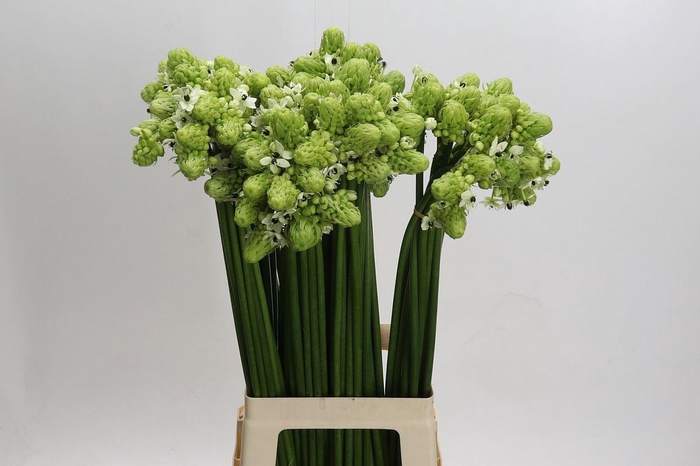 <h4>Ornithogalum saundersiae</h4>