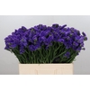 Limonium Navy Sun Birds