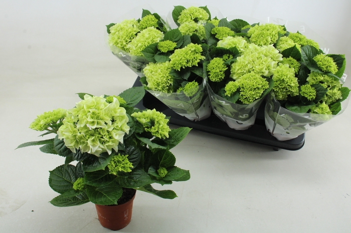 <h4>HYDR M WUDU</h4>