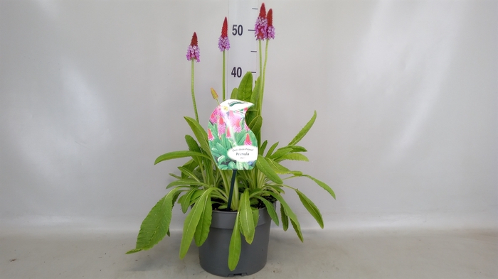 <h4>Primula vialii</h4>