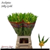 Asclepias Silky Gold