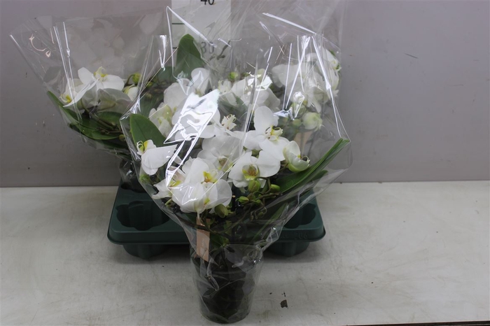 <h4>Phal Meander White</h4>