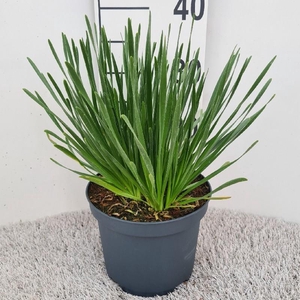 Allium 'Millenium'