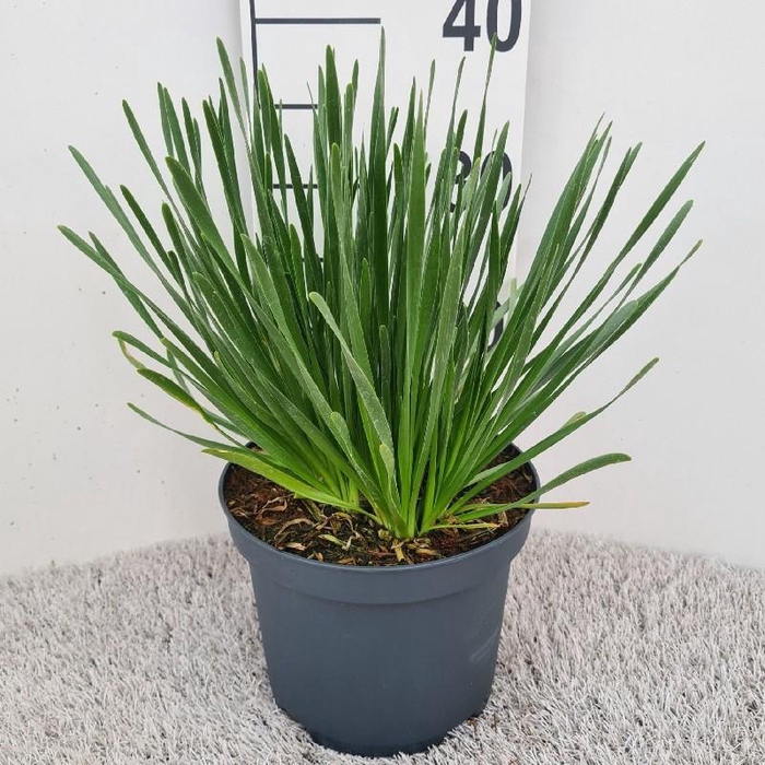 <h4>Allium 'Millenium'</h4>
