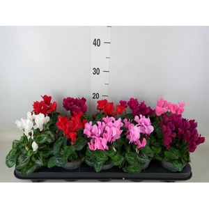 Cyclamen KL 'Verano'