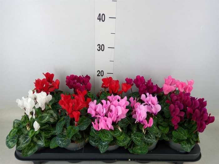 <h4>Cyclamen KL 'Verano'</h4>