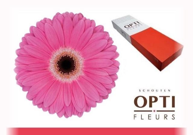 <h4>GE GR DREAMER</h4>