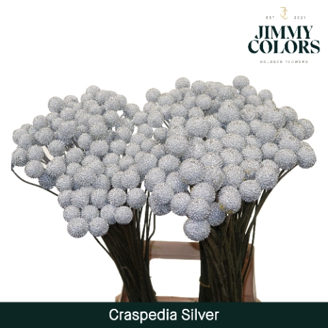 Craspedia L70 Metallic silver
