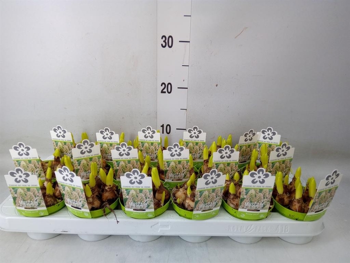 <h4>Muscari   ...</h4>