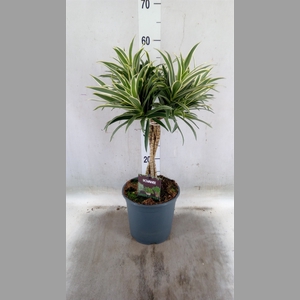 Dracaena refl.   ...