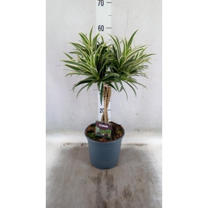 Dracaena refl.   ...
