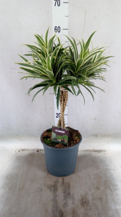 <h4>Dracaena refl.   ...</h4>