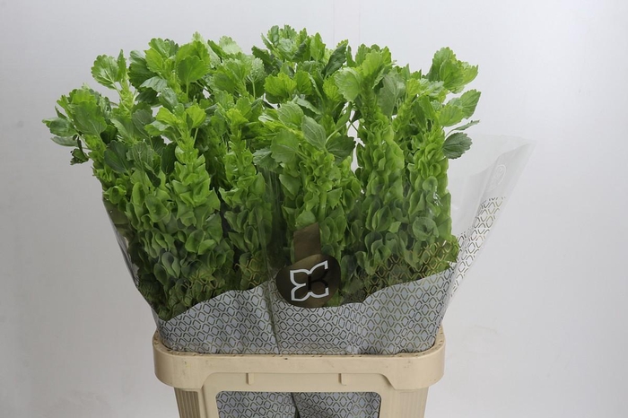 <h4>Moluccella Laevis</h4>