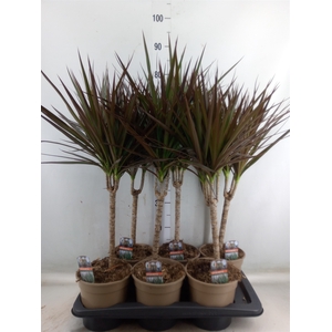Dracaena marg. 'Magenta'