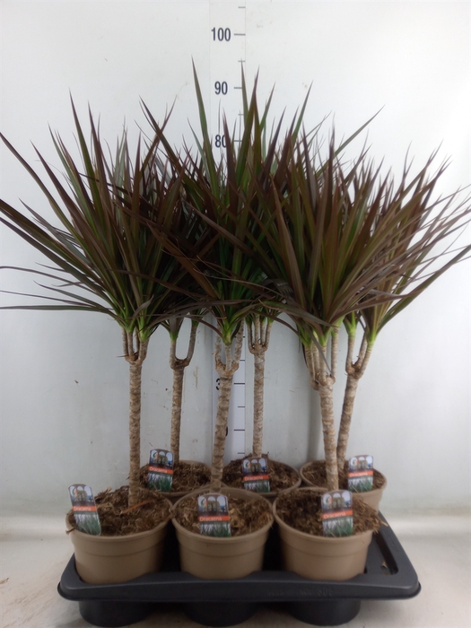 <h4>Dracaena marg. 'Magenta'</h4>