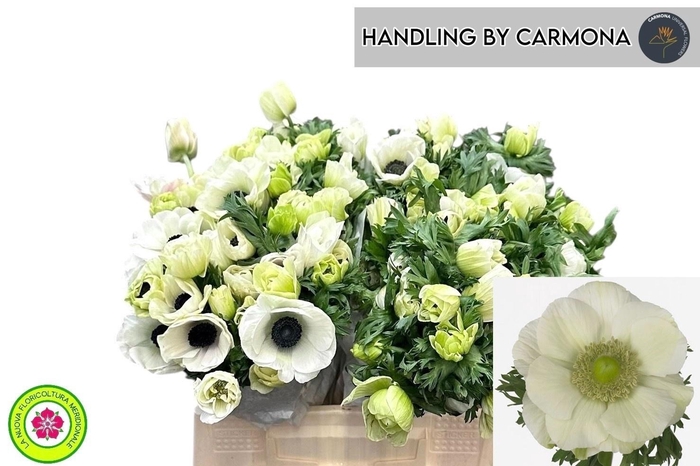 <h4>Anem Co Mis + White</h4>