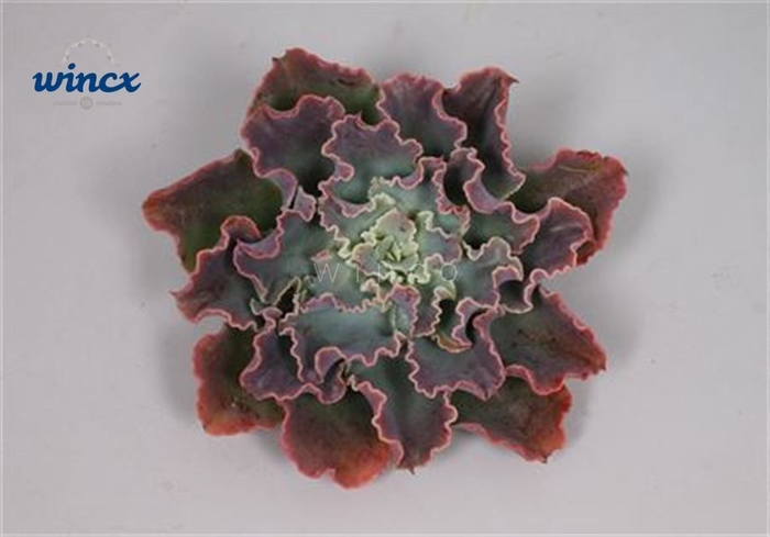 Echeveria Shaviana Pink Cutflower Wincx-10cm