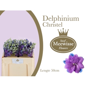 Delphinium Christel