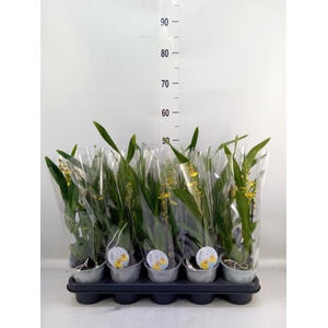 Oncidium   ...