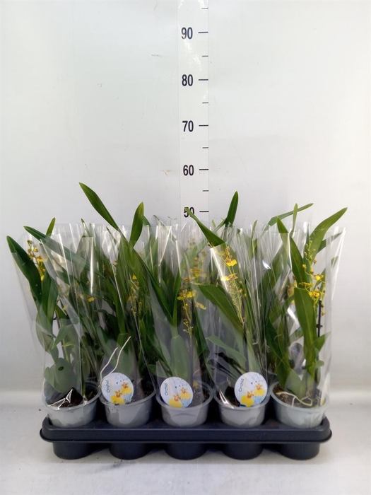 <h4>Oncidium   ...</h4>